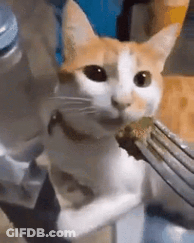A Cat Is Eating Food From A Fork . GIF