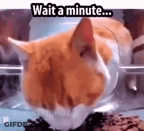A Cat Is Eating Food Out Of A Plastic Container And Waiting For A Minute . GIF
