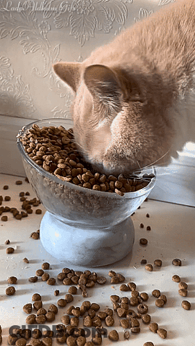 A Cat Is Eating From A Bowl Of Cat Food On A Table .. GIF