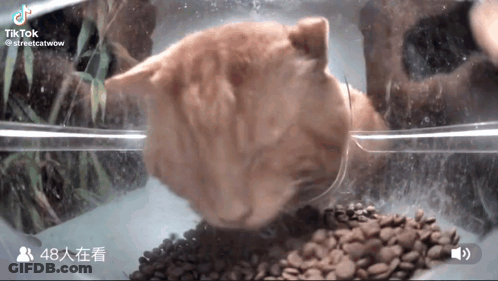 A Cat Is Eating From A Bowl Of Coffee Beans In A Clear Container .. GIF