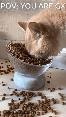 A Cat Is Eating Out Of A Bowl With The Caption " POV You Are Gx " GIF