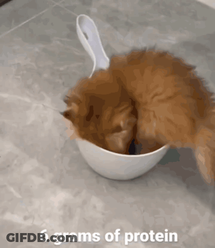 A Cat Is Eating Out Of A White Bowl With The Words 6 Grams Of Protein Below It GIF