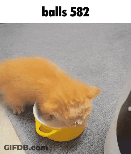 A Cat Is Eating Out Of A Yellow Bowl With The Text Balls 582 Above It GIF