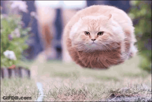 A Cat Is Flying Through The Air In A Field GIF
