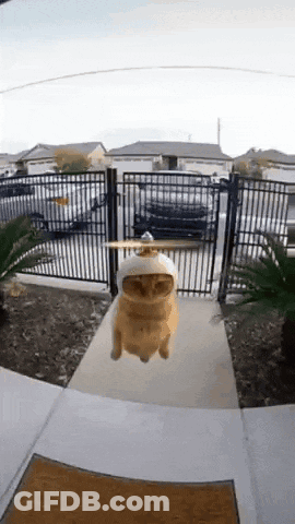 A Cat Is Flying Through The Air With A Propeller On Its Head . GIF