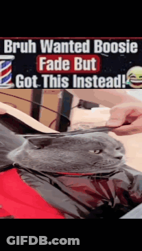 A Cat Is Getting A Haircut With The Caption Bruh Wanted Boosie Fade But Got This Instead GIF