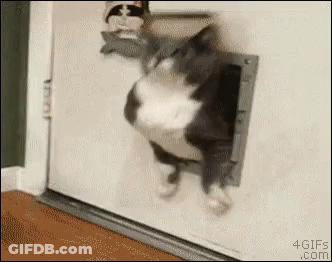 A Cat Is Getting Out Of A Cat Door . GIF