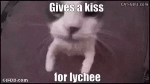 A Cat Is Giving A Kiss For Lychee In A Meme . GIF