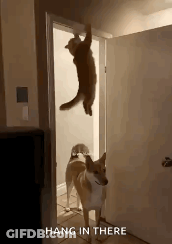 A Cat Is Hanging From A Door While A Dog Looks On And Says Hang In There GIF