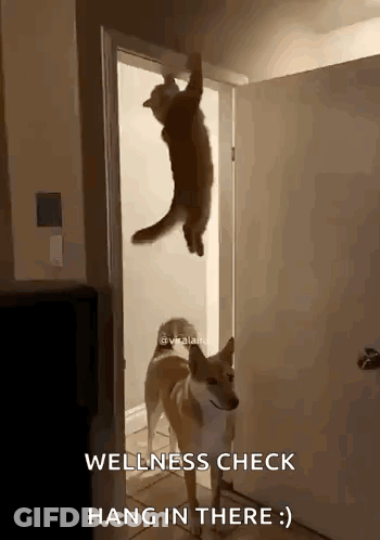 A Cat Is Hanging From A Door While A Dog Watches GIF