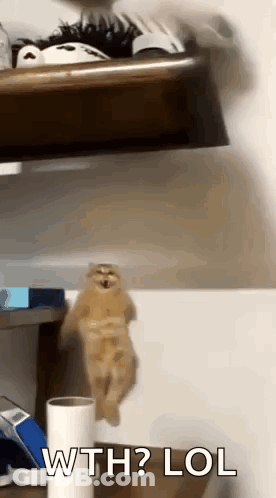 A Cat Is Hanging From A Shelf With The Words Wth Lol Written Below It GIF