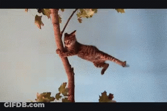 A Cat Is Hanging From A Tree Branch With A Blue Sky In The Background GIF