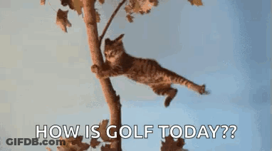 A Cat Is Hanging From A Tree Branch With The Words `` How Is Golf Today ? '' GIF