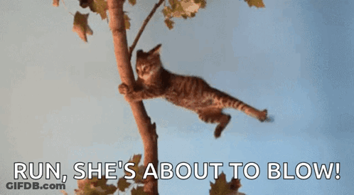 A Cat Is Hanging From A Tree Branch With The Words Run She 'S About To Blow Written Below It GIF