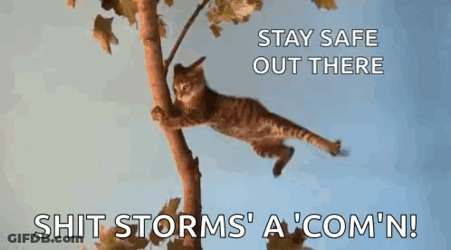A Cat Is Hanging From A Tree Branch With The Words `` Stay Safe Out There '' . GIF