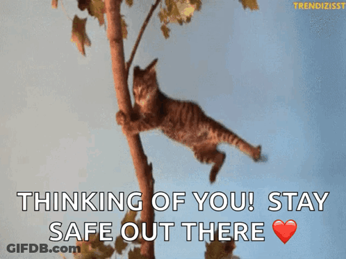 A Cat Is Hanging From A Tree Branch With The Words " Thinking Of You ! Stay Safe Out There " GIF