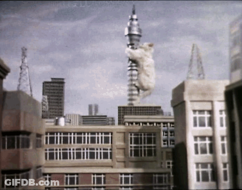 A Cat Is Hanging From A Very Tall Building GIF
