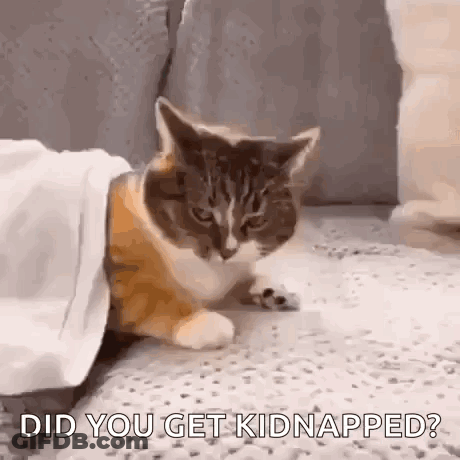 A Cat Is Hiding Under A Blanket On The Floor And Asking , Did You Get Kidnapped ? GIF