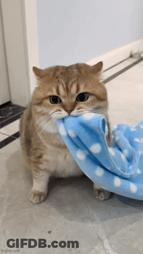A Cat Is Holding A Blue And White Blanket In Its Mouth . GIF