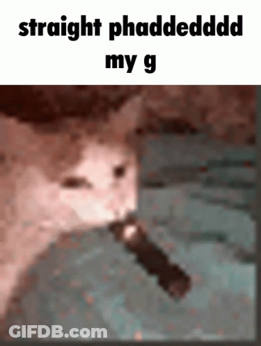 A Cat Is Holding A Flashlight In Its Mouth And The Caption Reads Straight Phaddedddd My G GIF
