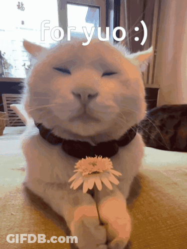 A Cat Is Holding A Flower In Its Paws And The Words For Yuo Are Above It GIF
