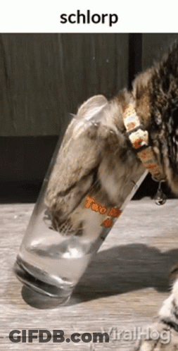 A Cat Is Holding A Glass Of Water With Its Paw GIF