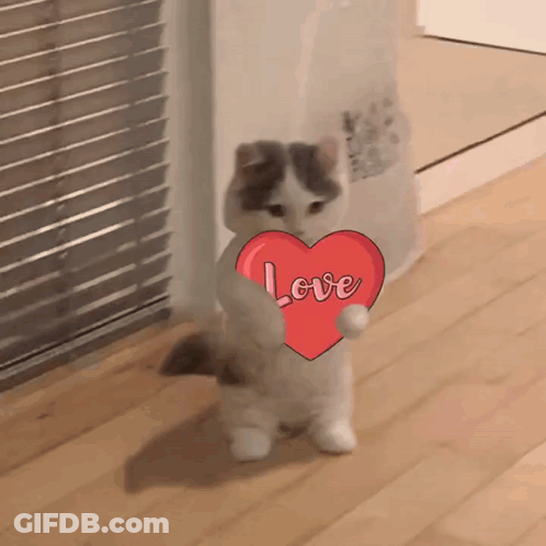 A Cat Is Holding A Heart That Says Love On It GIF