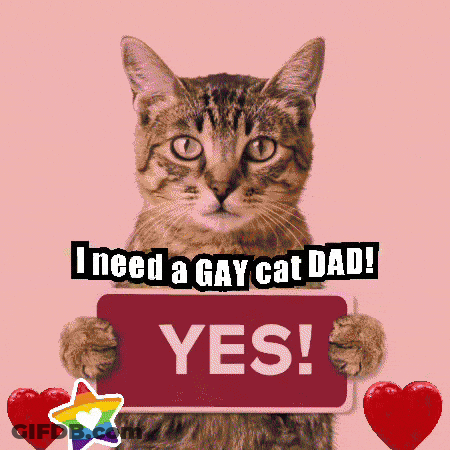 Cat Holding Sign Saying I Need A Gay Cat Dad GIF