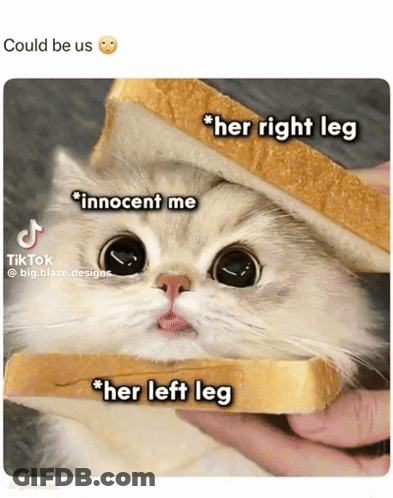 A Cat Is Holding A Slice Of Bread In Its Mouth GIF