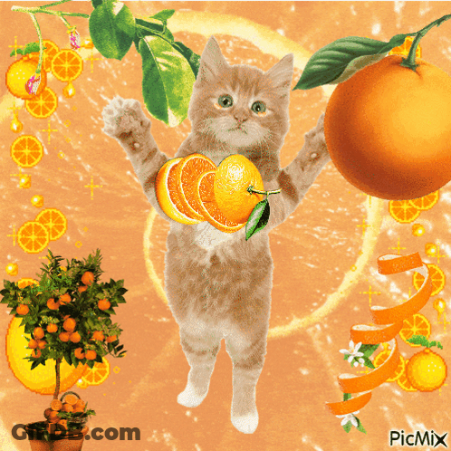 A Cat Is Holding A Sliced Orange In Its Paws Surrounded By Oranges And A Potted Plant GIF