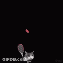 A Cat Is Holding A Tennis Racquet In Front Of A Red Brick .. GIF