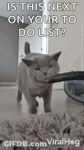 A Cat Is Holding A Vacuum Cleaner In Its Mouth And Says Is This Next On Your To Do List ? GIF