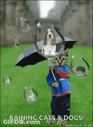 A Cat Is Holding An Umbrella With A Dog In It GIF