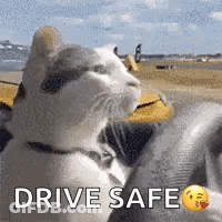 A Cat Is Holding The Steering Wheel Of A Car And Says Drive Safe GIF