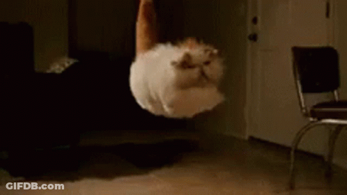 A Cat Is Jumping In The Air In A Room . GIF