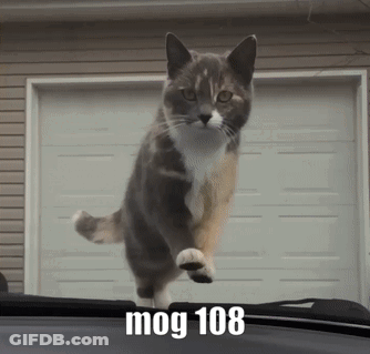 A Cat Is Jumping In The Air With The Words Mog 108 Written On The Bottom GIF