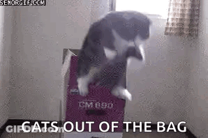A Cat Is Jumping Out Of A Suitcase In A Room With The Words `` Cats Out Of The Bag '' . GIF