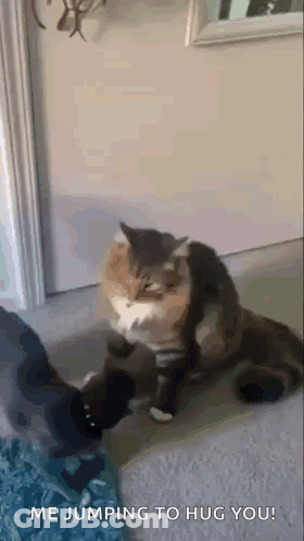 A Cat Is Jumping To Hug Another Cat . GIF