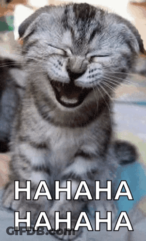 A Cat Is Laughing With Its Eyes Closed And The Words ' Hahaha Hahaha ' Below It GIF
