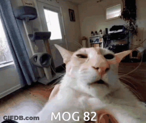 A Cat Is Laying Down In A Living Room With The Words Mog 82 Written On It GIF