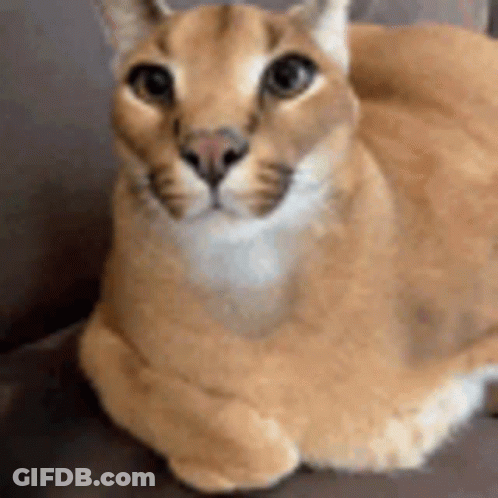 A Cat Is Laying Down On A Couch And Looking At The Camera . GIF