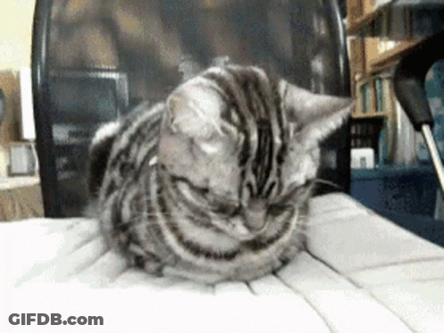 A Cat Is Laying Down On A Keyboard In Front Of A Chair GIF