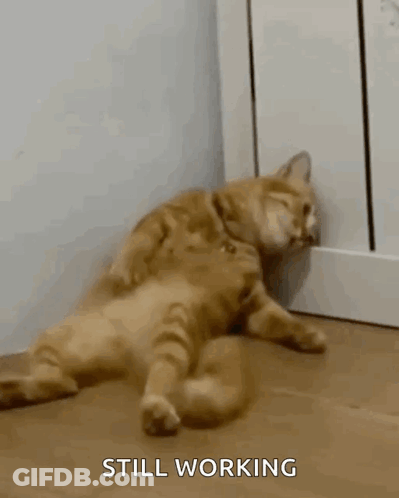 A Cat Is Laying Down On The Floor With The Words Still Working Behind It GIF