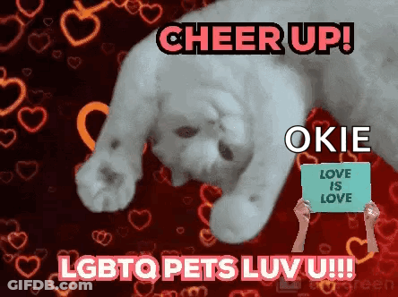 A Cat Is Laying Down With A Sign That Says Love Is Love GIF