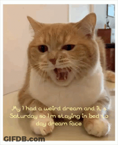 A Cat Is Laying Down With Its Mouth Open And The Words My I Had A Weird Dream And It A Saturday GIF