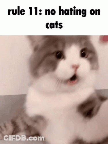 A Cat Is Laying Down With Its Mouth Open And The Words Rule 11 : No Hating On Cats Above It . GIF