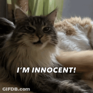 A Cat Is Laying Down With The Words I 'M Innocent Written Below It GIF