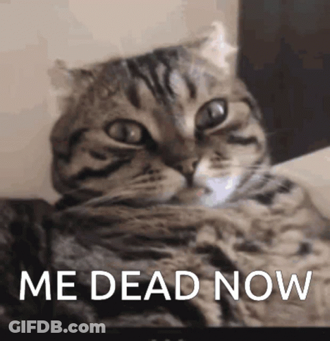 A Cat Is Laying Down With The Words " Me Dead Now " Written Below It GIF