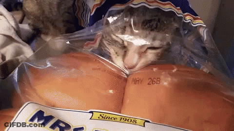 A Cat Is Laying In A Bag Of Mrs. Bread On May 26Th GIF