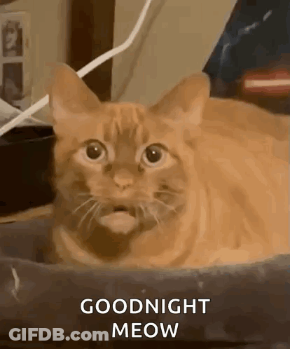 A Cat Is Laying In A Bed With Its Mouth Open And The Words `` Goodnight Meow '' Written On The Bottom . GIF